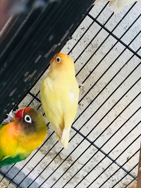 Love birds and cage  > Read Add 1