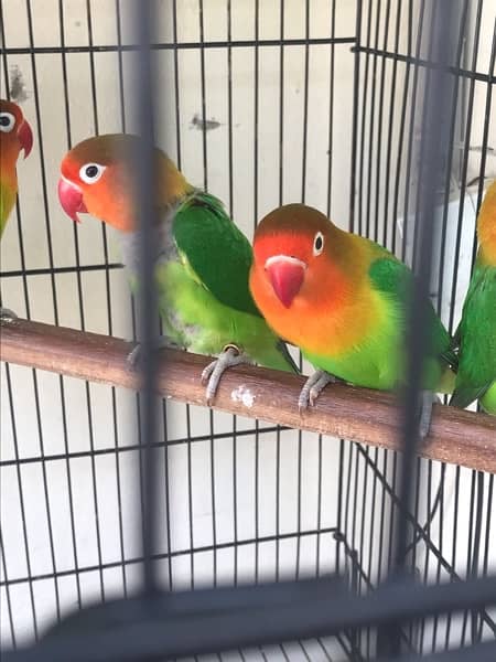 Love birds and cage  > Read Add 5