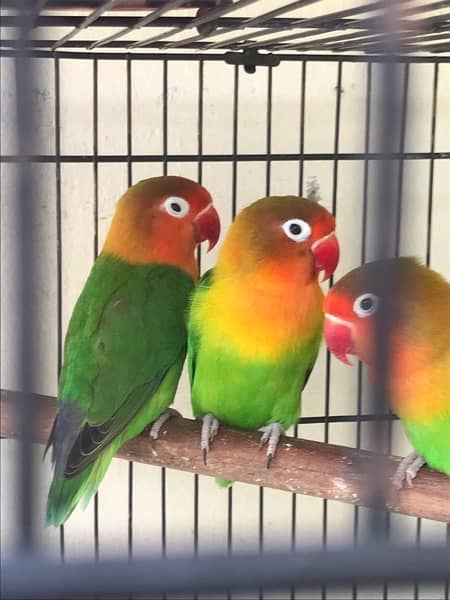 Love birds and cage  > Read Add 6