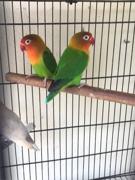 Love birds and cage  > Read Add 7