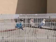 Lovebirds With Cage