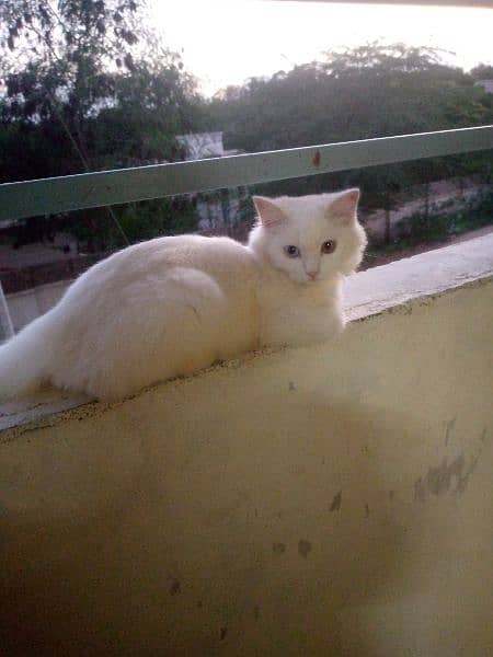 white Persian cat 2