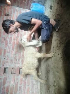 kajli female h 2month ki 03084544156 whatsapp