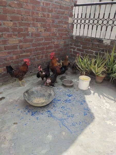 Hens and Cage for Sale 0