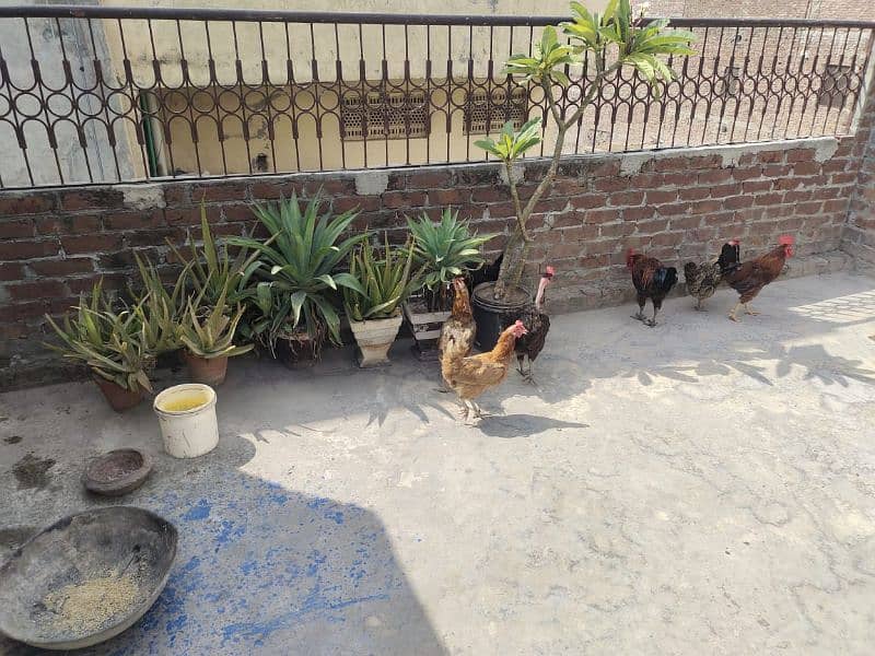 Hens and Cage for Sale 1