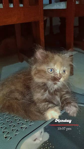 Persian kittens triple coat 2