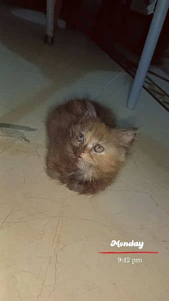 Persian kittens triple coat 8