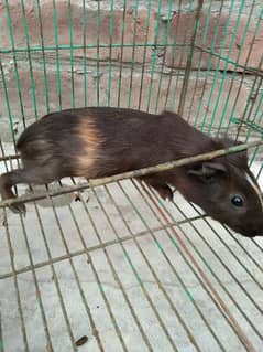 guinea