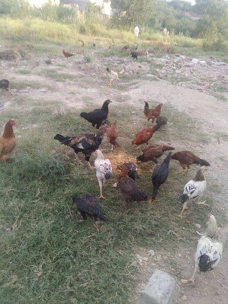 I have small and adult hens of aseel 14