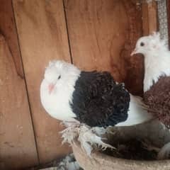 white, black and cherry  frill back pair pigeons