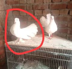 Male pigeon for sale