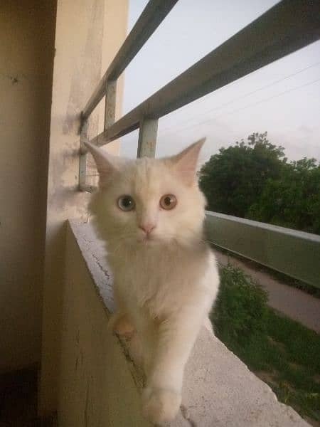 white Persian cat 4