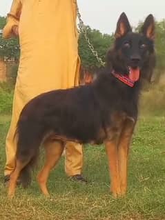 German Shepherd Yara Maine ki female for sale