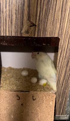 love birds albino red eyes split and lotino/ lutino