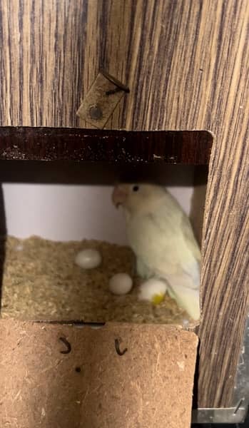 love birds albino red eyes split and lotino/ lutino 0