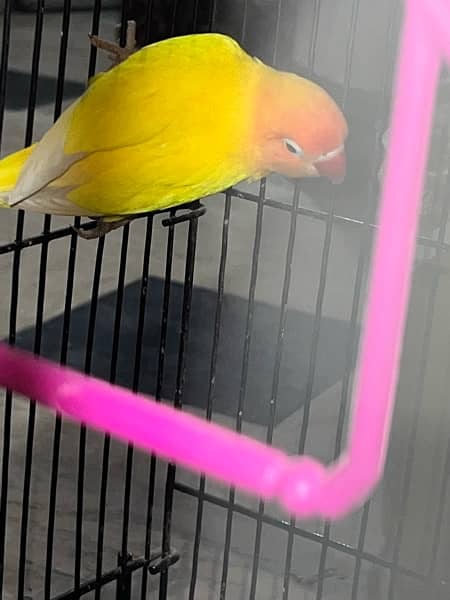 love birds albino red eyes split and lotino/ lutino 1