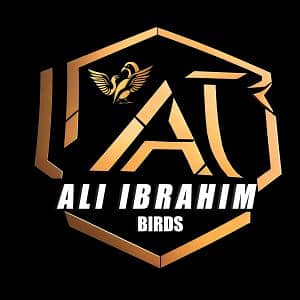 ali Ibrahim birds