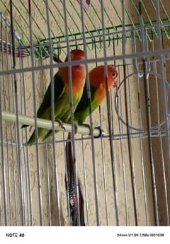 love bird pair with cage 0