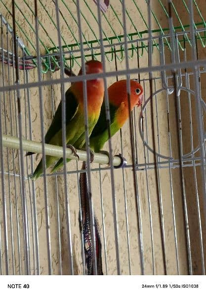 love bird pair with cage 0