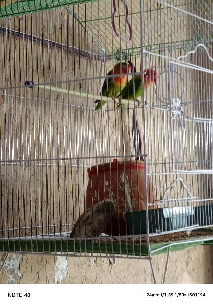 love bird pair with cage 1