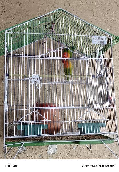 love bird pair with cage 2