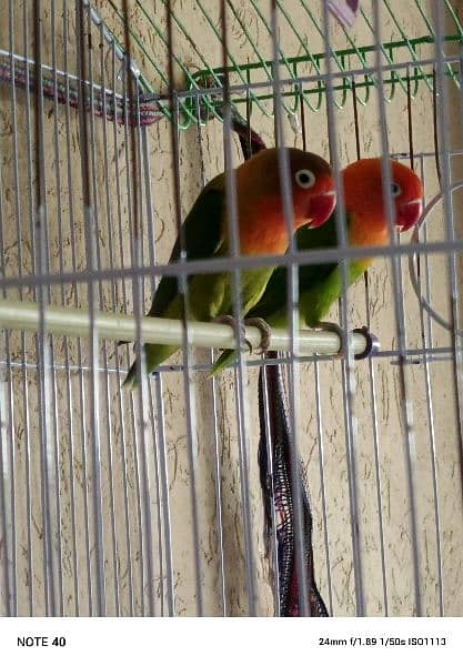 love bird pair with cage 3