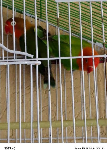 love bird pair with cage 7