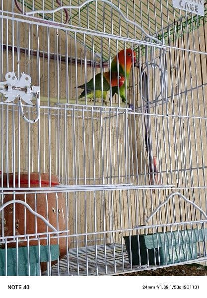 love bird pair with cage 8