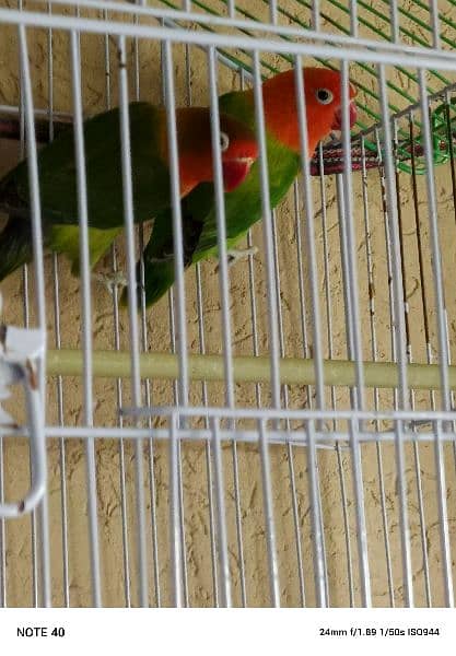 love bird pair with cage 9