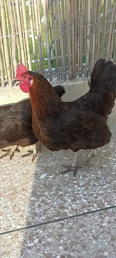 Desi black hens - daily eggs - ghr ke