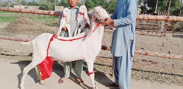 3 bacchon wali gulabi bakri for sale call new 03433066498