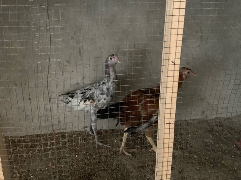 selling complete hens setup 3