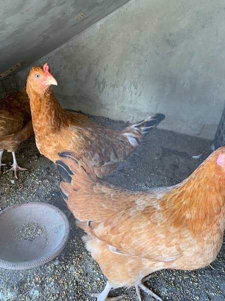 selling complete hens setup 6