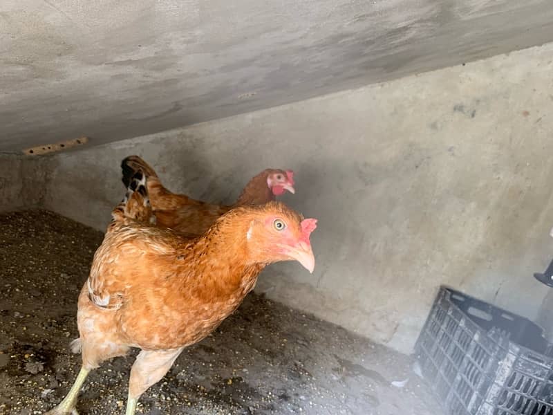 selling complete hens setup 8