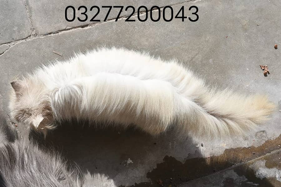 Pure pershion more than tripple coated kitten white 2