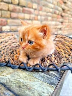 Cute Persian kitten Triple Coat