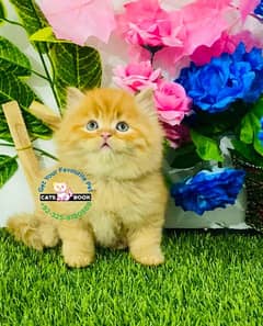 High Quality Ginger brown Fawn triple coat Persian kittens