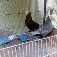 fancy and qabli pigeons for sale