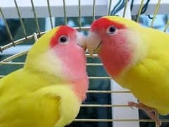 Lovebirds lutino