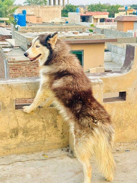 pure Siberian Husky breed line 0