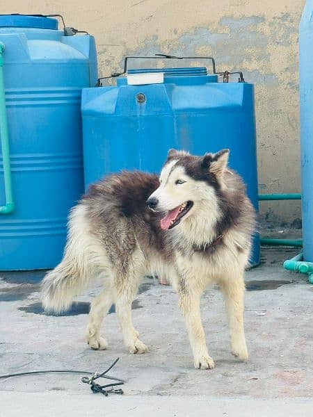 pure Siberian Husky breed line 1