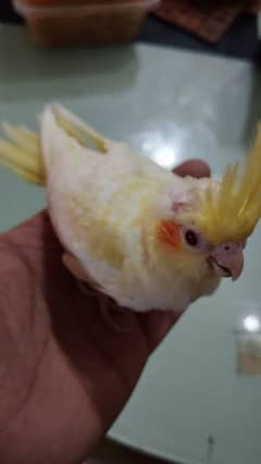 Cocktail chick for hand tame