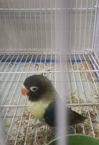 i am selling top quality love bird 9