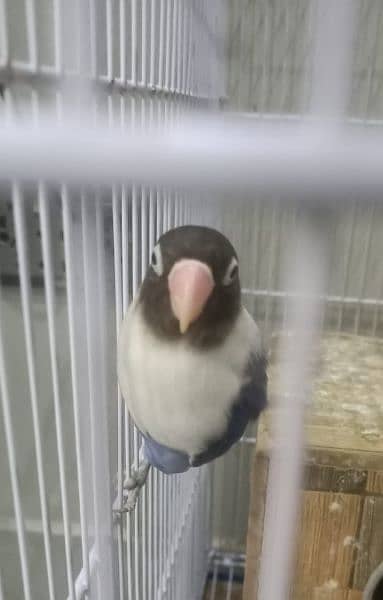 i am selling top quality love bird 14