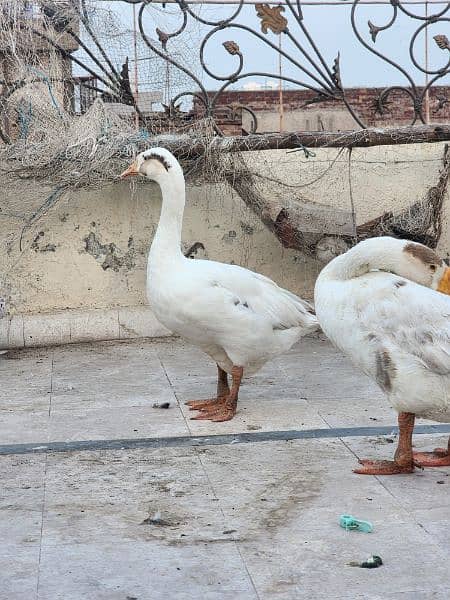 full size duck breeder pair 1