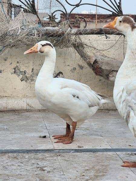 full size duck breeder pair 2