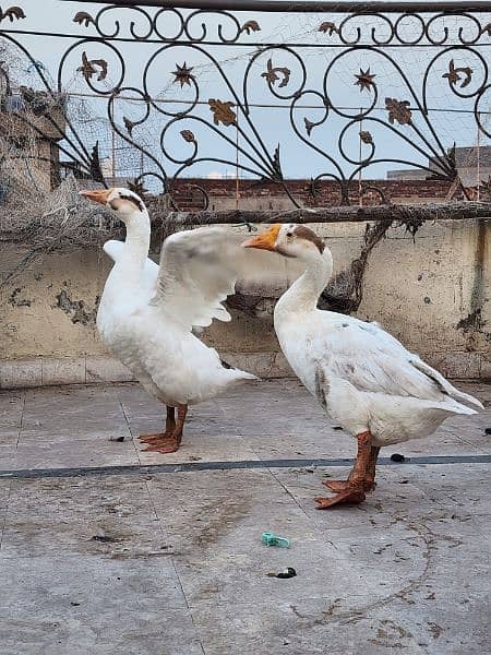 full size duck breeder pair 3