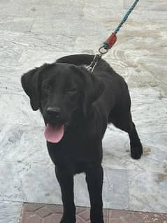 Black labrador retriever female