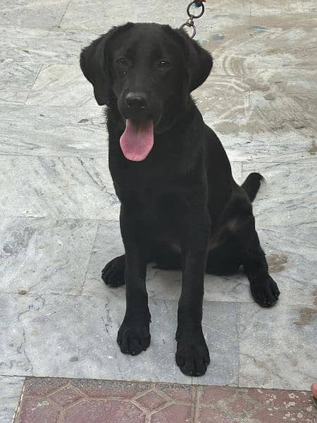 Black labrador retriever female 1