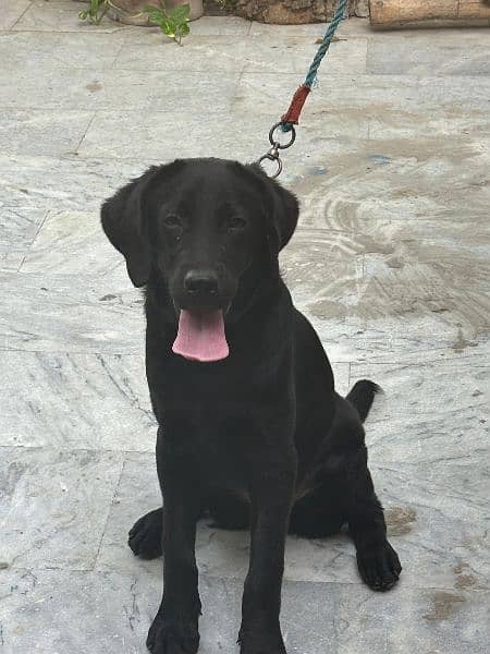 Black labrador retriever female 2